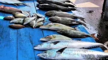 أسعار الأسماك اليوم الإثنين 30 – 3