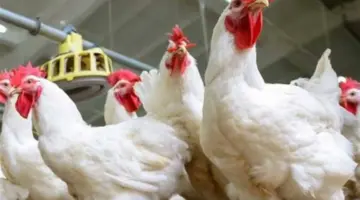 أسعار الدواجن اليوم في مصر.. الفراخ البيضاء تبدأ من 72 جنيهًا بالمزرعة.
