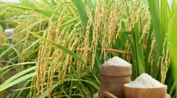 ارتفاع طفيف في سعر طن أرز داي ثوم 8 الخام بالأسواق المحلية