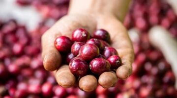 ارتفاع أسعار البن والفلفل بقيمة 2500 دونغ فيتنامي للكيلوغرام الواحد في الأسواق