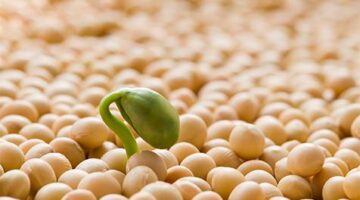 ارتفاع أسعار فول الصويا للأسبوع الخامس بدعم من صعود النفط والطلب الصيني