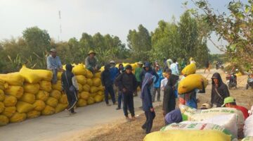 ارتفاع تكاليف حصاد الأرز يضغط على هوامش ربح المزارعين في الموسم الحالي