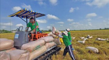 ارتفاع حجم صادرات الأرز بنسبة 5% وسط تراجع حاد في متوسط الأسعار