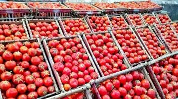 ارتفاع طفيف في أسعار الخضراوات بالأقصر مع وصول سعر الطماطم 15 جنيهاً