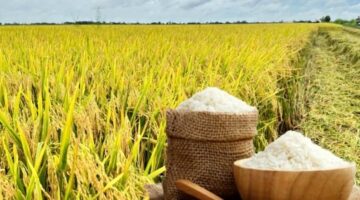ارتفاع مفاجئ في أسعار أرز التصدير صنف OM 5451 بالأسواق العالمية