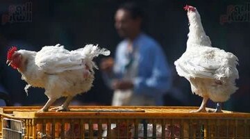استقرار أسعار الدواجن في القليوبية اليوم وتسجيل الفراخ البيضاء 90 جنيها للكيلو