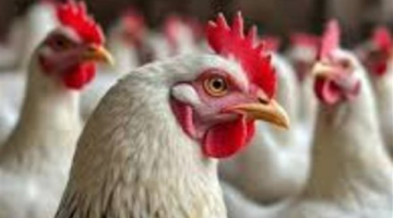 استقرار أسعار الدواجن والبيض في الأسواق المصرية بمنتصف تعاملات اليوم الخميس