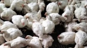 استقرار أسعار الفراخ البيضاء والساسو والأمهات في الأسواق بعد موجة انخفاض