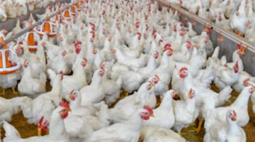 استقرار أسعار كرتونة البيض الأحمر والأبيض وانخفاض تكلفة الشراء للمستهلك النهائي