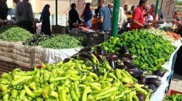 استقرار ملحوظ في أسعار الخضروات بمحافظة المنيا وتراجع سعر البطاطس لعشرة جنيهات
