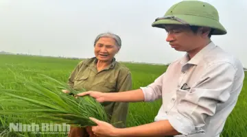 التركيز بشكل مكثف على مواجهة مرض لفحة الأرز في محصول الشتاء والربيع لعام 2026.