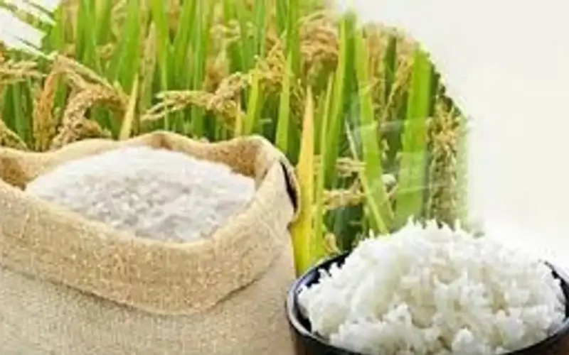 السوق لا يزال مستقراً، أسعار الأرز الخام تشهد ارتفاعاً طفيفاً بمقدار 100 دونغ فيتنامي/كجم.