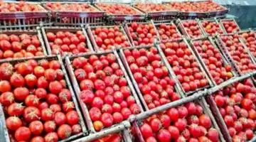 الطماطم بـ40 والبطاطس بـ10.. أسعار الخضراوات اليوم السبت 28-3-2026 بسوهاج