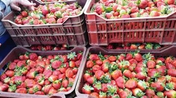 الفراولة بـ 15 جنيها.. تباين أسعار الخضراوات والفاكهة في أسواق كفر الشيخ