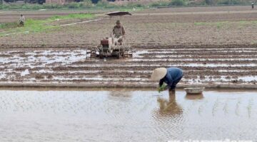 بدء عمليات حرث واسعة لتجهيز محصول الأرز الربيعي في منطقة كينه مون