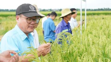 بنجاح في كوانغ نغاي: استعادة المجموعة الجينية النقية للأرز اللزج الملكي النادر