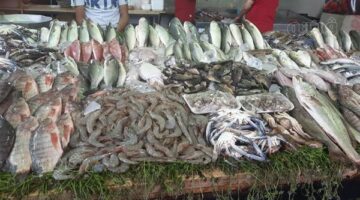 تباين أسعار الأسماك اليوم مع انخفاض البلطي وارتفاع الكابوريا في الأسواق المصرية