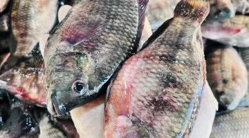 تباين أسعار الأسماك في أسواق مطروح اليوم الاثنين مع وصول الدنيس لـ200 جنيه