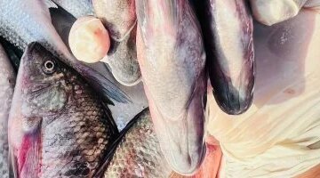 تباين أسعار الأسماك في أسواق مطروح وسط تسجيل البلطي 100 جنيه اليوم الأربعاء