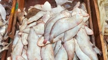 تباين أسعار الأسماك في كفر الشيخ اليوم الأربعاء 4 مارس 2026