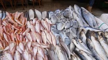 تباين أسعار البلطي والأسماك في أسواق كفر الشيخ الخميس 26 مارس 2026