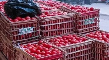 تباين أسعار الخضراوات والفاكهة في أسواق كفر الشيخ خلال تعاملات اليوم الاثنين