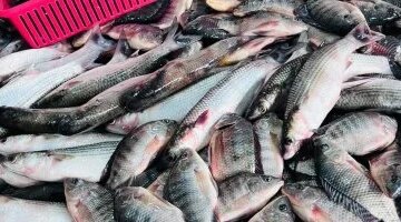 تباين أسعار السمك البلطي في أسواق محافظة القليوبية اليوم الجمعة ١٣ مارس