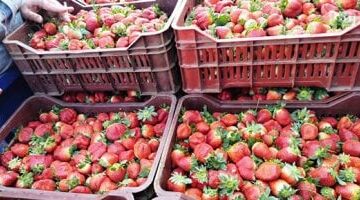 تباين أسعار الفاكهة في أسواق مطروح وسط تسجيل الفراولة 30 جنيهاً اليوم