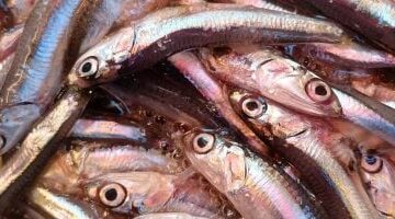 تباين أسعار المرجان والمغازل في أسواق السمك داخل محافظة الإسكندرية اليوم