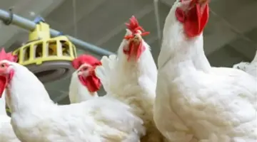 تحديث يومي: تعرف على أسعار البانيه والأوراك ومصنعات الدواجن اليوم في مصر