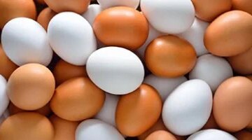 تحديث جديد في أسعار البيض داخل أسواق كفر الشيخ والكرتونة تسجل 120 جنيها اليوم