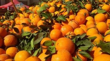تحديث جديد في أسعار الفاكهة داخل أسواق سوهاج وقيمة البرتقال تسجل 15 جنيهاً