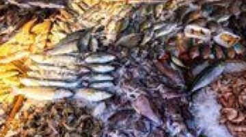 تحديث جديد لمستويات أسعار السمك خلال تعاملات اليوم الثلاثاء في الأسواق المصرية