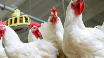 تحديث يومي: تعرف على أسعار البانيه والأوراك ومصنعات الدواجن اليوم في مصر