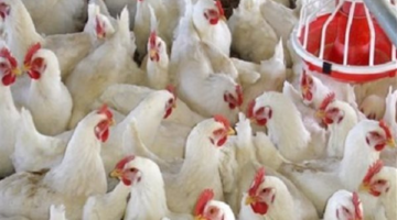 تحركات جديدة في أسعار الدواجن بين استقرار البلدي وصعود الأبيض داخل المزارع والأسواق