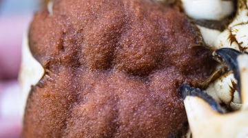 تحركات غامضة لبيضة طائر تثير حيرة ودهشة فريق من العلماء حول العالم