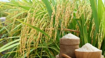 تذبذب جديد في تداولات أسعار الأرز بأسواق مطلع شهر مارس الجاري