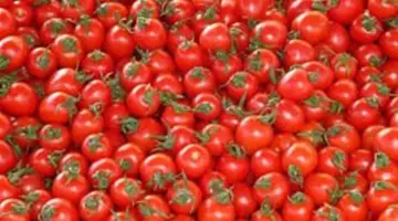 تراجع جديد للكيلو.. سعر الطماطم اليوم الثلاثاء 31 مارس 2026 في الأسواق