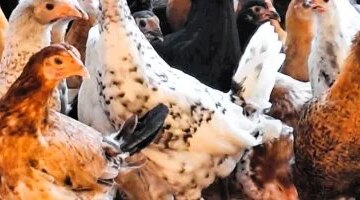 تراجع أسعار الدواجن في الأقصر لتسجل 100 جنيه للفراخ البيضاء اليوم الثلاثاء