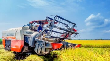 تراجع طفيف في أسعار الأرز الطازج مع استقرار تكلفة النوع الخام