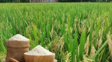 تراجع طفيف في سعر الأرز المكسور العطري بالأسواق خلال التداولات الأخيرة