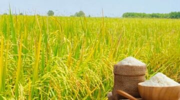 تراجع مرتقب في أسعار الأرز الخام المخصص لعمليات التصدير إلى الخارج