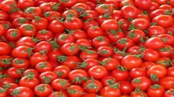 تراجُع أسعار الطماطم إلى 10 جنيهات خلال 20 يومًا – جريدة البشاير