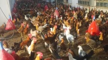 تطورات جديدة في سعر كيلو الفراخ البيضاء بالقليوبية بعد وصوله لمستوى 100 جنيه