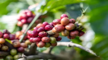 تعديلات طفيفة في أسعار الأرز واستقرار الفلفل مع ارتفاع طفيف بالبن