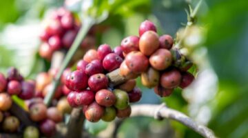 تعديلات طفيفة في أسعار الأرز واستقرار الفلفل مع ارتفاع طفيف بالبن