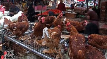 تغير جديد يطرأ على أسعار الفراخ البيضاء داخل أسواق الإسكندرية لتسجل 120 جنيهاً