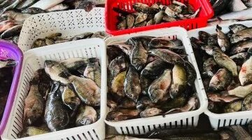 تغيرات أسعار الأسماك في كفر الشيخ خلال تعاملات يوم الاثنين 16 مارس