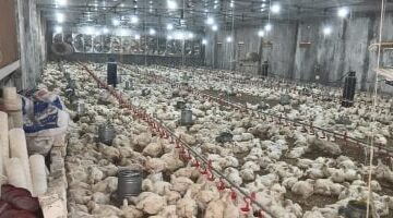 تغيرات أسعار الدواجن في أسواق كفر الشيخ يوم الأربعاء 4 مارس