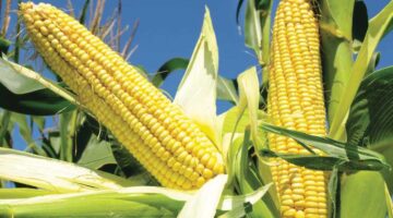 تغيرات في أسعار الأعلاف والخامات داخل الأسواق يوم السبت السابع من مارس